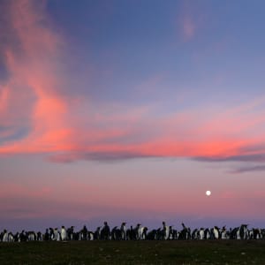 Colònia de pingüins by Oriol Alamany