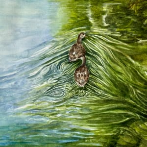 Ducks on the Yahara River by Katy Heyning