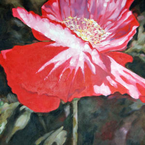 Red Poppy