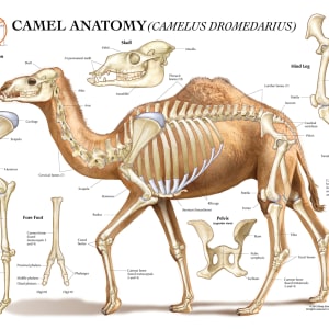 Camel Anatomy (Camelus Dromedarius) by Carolina Hrejsa