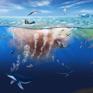 The new role of Antarctic krill, carbon sequestration to the earth. by Le Xiang
