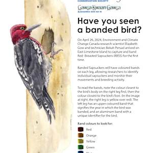 Have you seen a banded bird? (Red Breasted Sap Sucker, Haida Gwaii) by Lori Waters