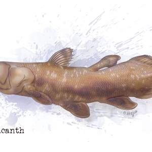 Coelacanth by Carolina Hrejsa
