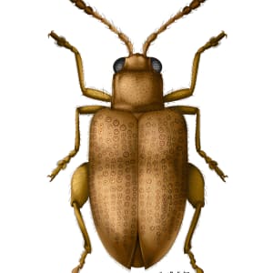 Flea Beetle Specimen (2) by Mars Drake