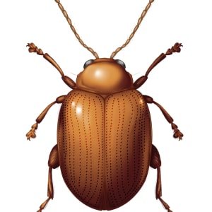 Flea Beetle Specimen (3) by Mars Drake