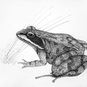 Wood Frog by Stephen DiCerbo