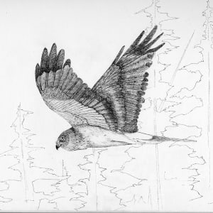 Northern Harrier in Flight by Stephen DiCerbo