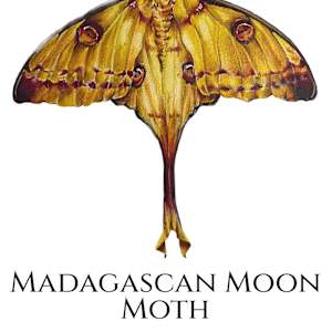 Madagascan Moon Moth by Katie Quinlivan