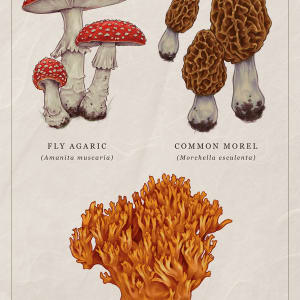 Mushrooms of Ohio by Ashley Hull