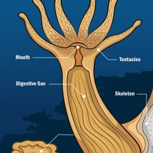 Coral Polyp Anatomy by Allison Mosley