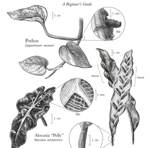Common Species of Houseplants: A Beginner's Guide by Alison Abel