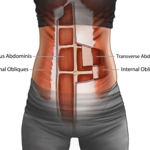 Abdominal Muscles by Caitlin Rausch