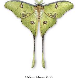 African Moon Moth (Argema mimosae) by Janet Stephens