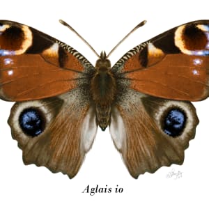 Aglais io by Quinn Sedig