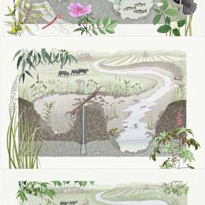 Groundwater/Surface Water Relationship by Catie Michel