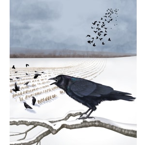 American Crow by Elizabeth Morales