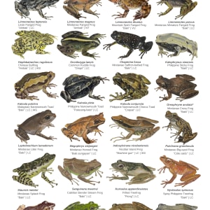 Amphibians of Caraga by Anna Domingo