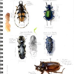 Arizona Beetle Sketchpage by Linda Feltner