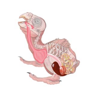 Nestling Parrot Anatomy by Patricia Latas 