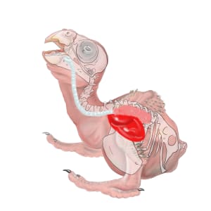 Nestling Parrot Anatomy by Patricia Latas 