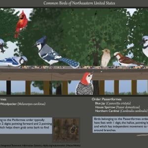Common Birds of Northeastern United States by Molly Gilmore