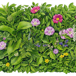 Beach Strand Habitat Plants by Carol Schwartz