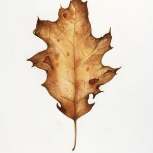Black Oak Leaf (Quercus velutina) by Deborah Kopka