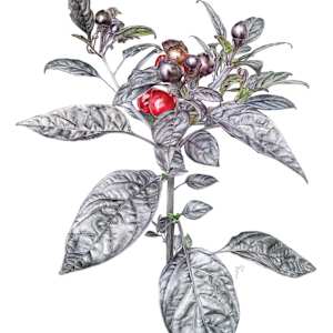 Black Pearl Pepper by Jessica Daigle