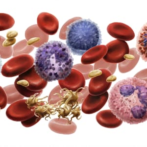 Blood Cells by C. J. Ellison