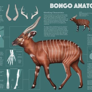Bongo Anatomy by Elizabeth Sisk