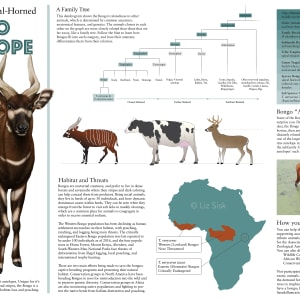 Bongo Antelope Habitat by Elizabeth Sisk