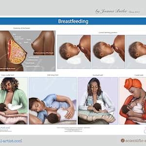 Project a range of anatomy charts for Institute of Pregnancy of Labor and Birth by Joanna Butler, Image 8.