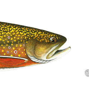 Brook Trout Head study by Stephen DiCerbo
