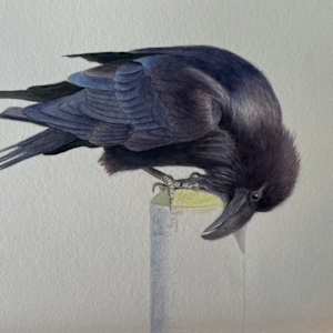 Bill-Feaking: Corvus corax by Dorie Petrochko