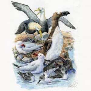 Endangered seabirds by Claudia Román