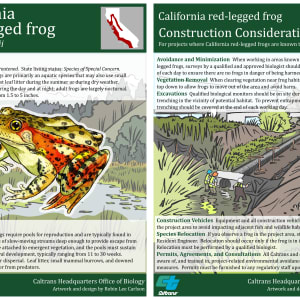 California Red-legged Frog Species Card by Robin Carlson