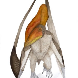 Caupedactylus ybaka by Gwyn Lewis