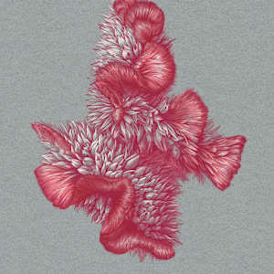 Celosia argentea by Amanda Manowski