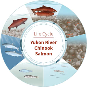 Chinook salmon life cycle by Misha Donohoe