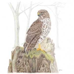 The Messenger: Cooper's Hawk (Juvenile) by Margaret Trent