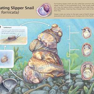 The Fornicating Slipper Snail by Haley Grunloh