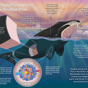 Thermoregulatory Adaptations of Bowhead Whales by Dino Pulera