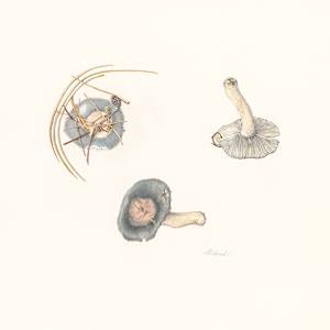 Russula Grisea by Donna Miskend