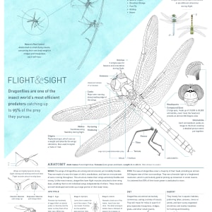 The Flight and Sight of Dragonflies by M. Genevieve Hitchings