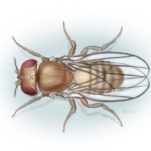 Drosophila by Kalliopi Monoyios