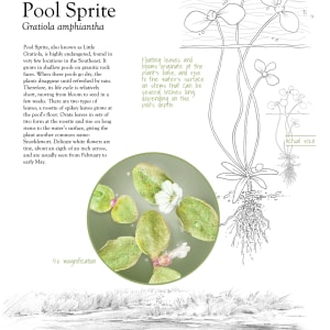 Pool Sprite - Gratiola Amphiantha by Ellen Triplett