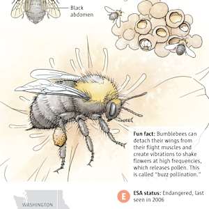 50 Years of Saving Species by Fiona Martin 