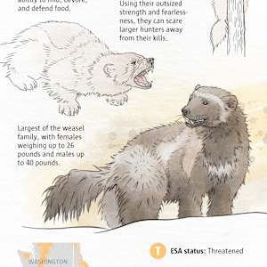 50 Years of Saving Species by Fiona Martin 