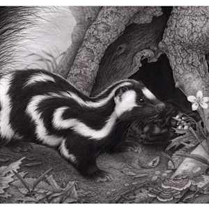 Eastern Spotted Skunk by Ginko Bergel