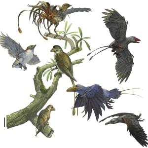 Enantiornithine diversity array by Michael Rothman
